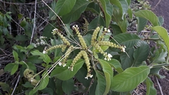 Tournefortia rufosericea