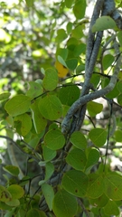 Meineckia