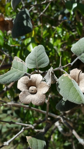 Karomia macrocalyx