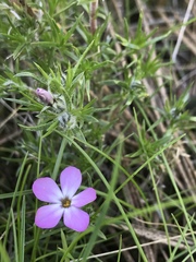 Phlox longifolia