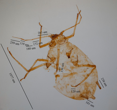 Aphis sedi