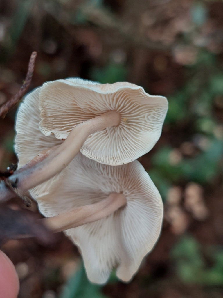 Collybiopsis confluens · March 2024 · photo: © danielmesa1 (iNaturalist, cc-by)