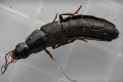 Large rove beetle