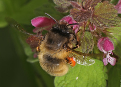 Anthophora villosula