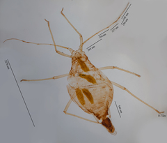 Hyperomyzus lactucae