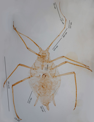 Hyperomyzus lactucae