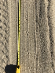 Perognathinae