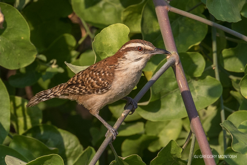 Russet-naped Wren