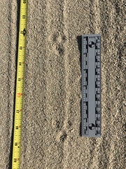 Perognathinae