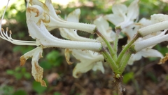 Rhododendron atlanticum