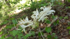 Rhododendron atlanticum