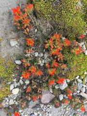 Castilleja tolucensis
