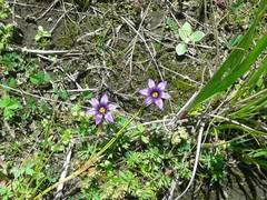 Sisyrinchium scabrum