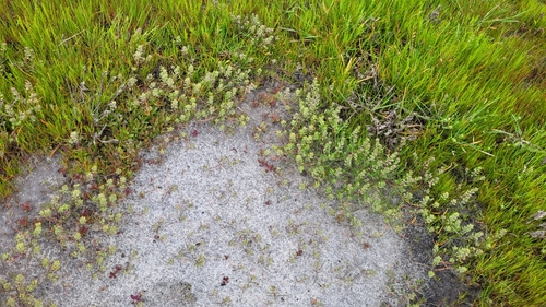 Image of Lepidium acutidens by (c) D Defreese, some rights reserved (CC BY)
