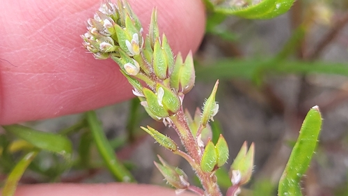 Image of Lepidium acutidens by (c) D Defreese, some rights reserved (CC BY)