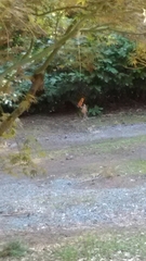 Poecile atricapillus