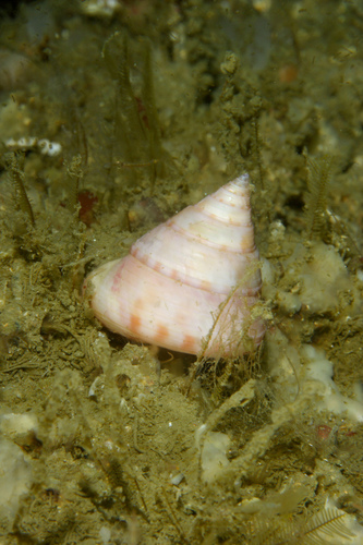 European Painted Top Shell