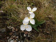 Weldenia candida