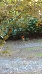 Poecile atricapillus