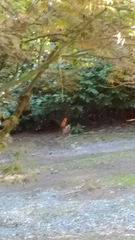 Poecile atricapillus