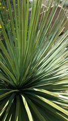 Nolineae