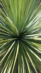 Nolineae