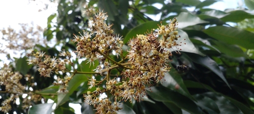 Foto de Lichia