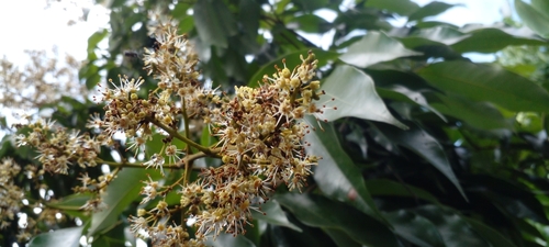 Foto de Lichia
