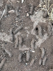 Diadasia bituberculata