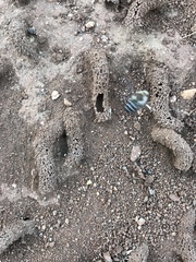 Diadasia bituberculata