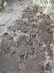 Diadasia bituberculata