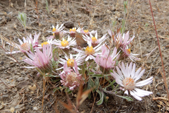 Townsendia florifera