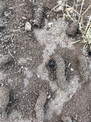 Diadasia bituberculata