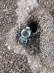 Diadasia bituberculata