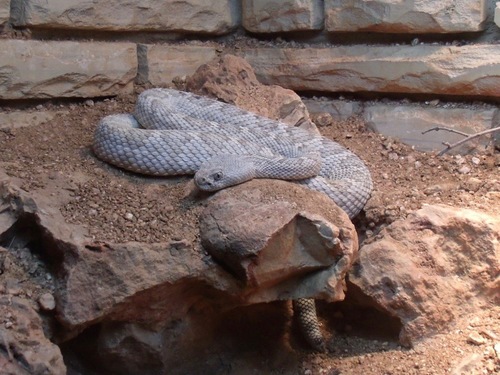 Catalina Island Rattlesnake, Crotalus catalinensis