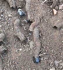 Diadasia bituberculata