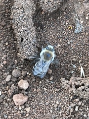 Diadasia bituberculata