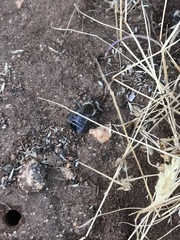 Diadasia bituberculata