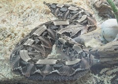 Bitis gabonica