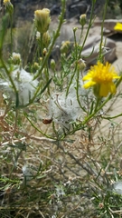 Malacosoma californica
