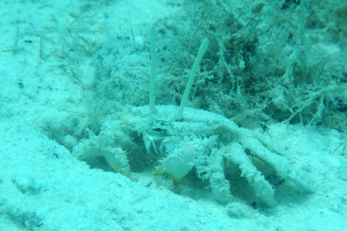 Macrophthalmus telescopicus observed 2024-03-10