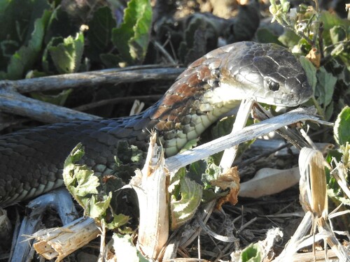Tiger Snake sighting