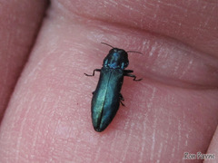 Agrilus cyanescens