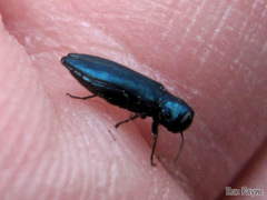 Agrilus cyanescens