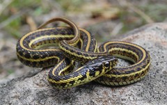 Mexican Garter Snake photo 3