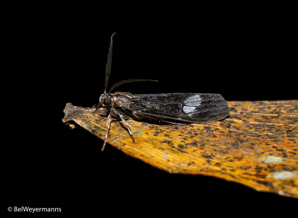 Agyrta albisparsa