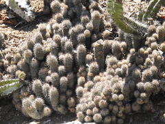 Mammillaria mazatlanensis
