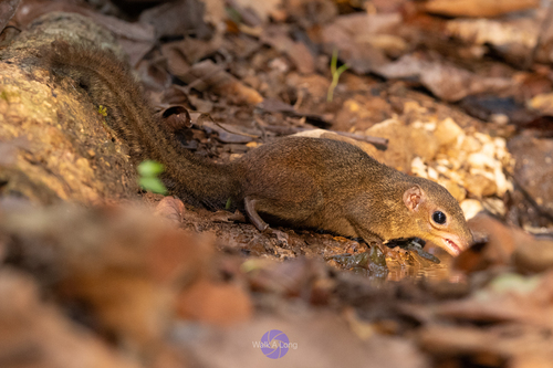Northern Treeshrew, photo 3 of 10