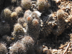 Mammillaria mazatlanensis