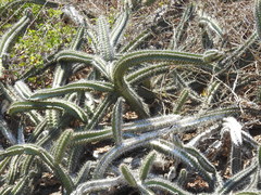 Stenocereus standleyi